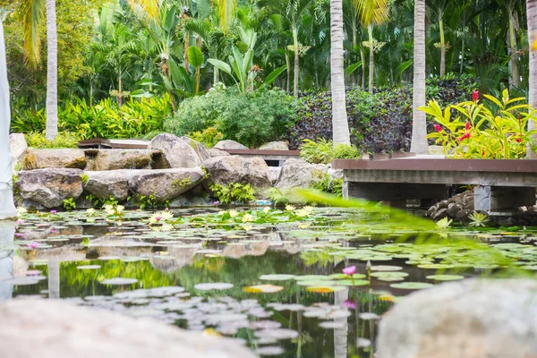 Parque Tropical Pond con flor de lirio de agua — Foto de Stock