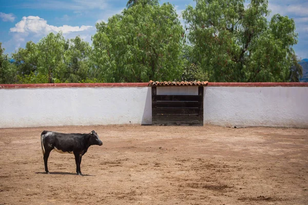 Іспанський мексіканський буревісник тестує теля в розведенні худоби — стокове фото