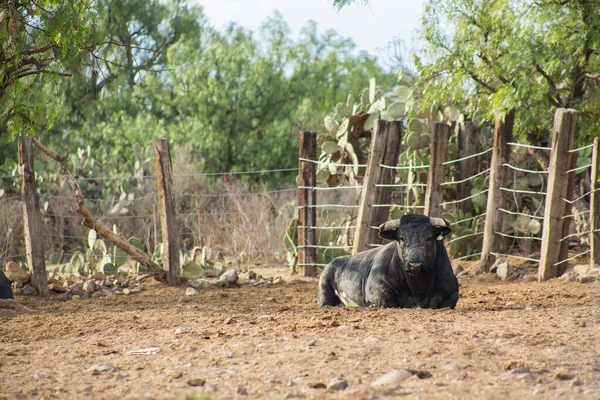 Бики на ранчо для розведення великої рогатої худоби в Мехіко. — стокове фото