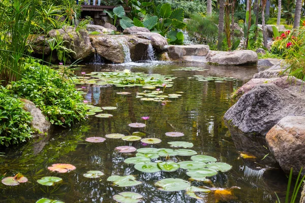 Parque Tropical Pond con flor de lirio de agua — Foto de Stock