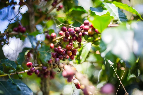 Granos de café crudos en los árboles —  Fotos de Stock