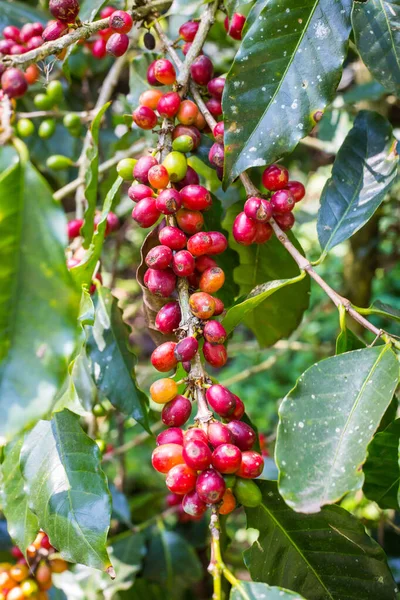 Granos de café crudos en los árboles —  Fotos de Stock