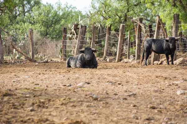 Toros en un rancho ganadero en México — Foto de Stock