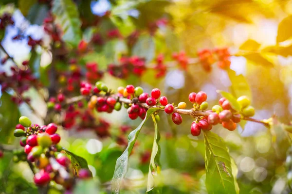 Granos de café crudos en los árboles —  Fotos de Stock