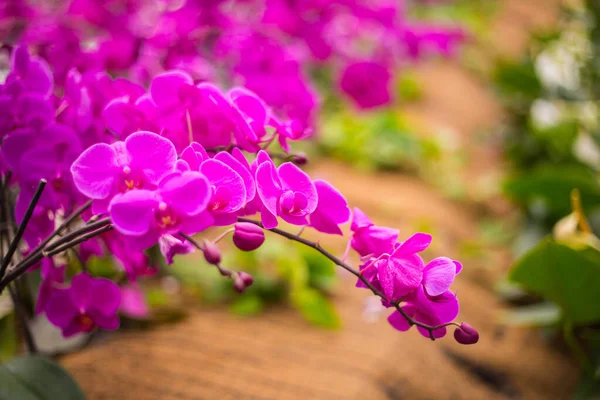 Güzel mor pembe orkide çiçekleri. — Stok fotoğraf