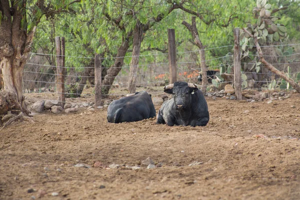 Бики на ранчо для розведення великої рогатої худоби в Мехіко. — стокове фото