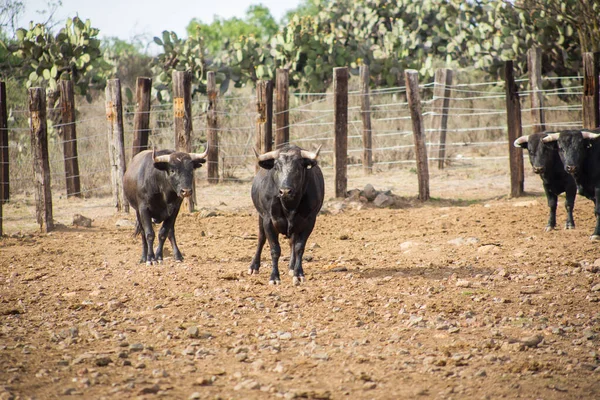 Toros en un rancho ganadero en México — Foto de Stock