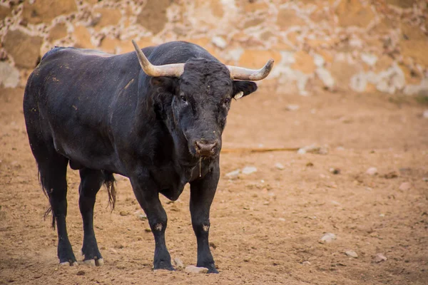 Meksika 'da sığır çiftliğinde boğalar. — Stok fotoğraf