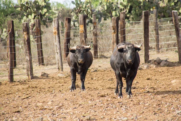 Toros en un rancho ganadero en México —  Fotos de Stock