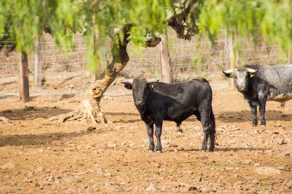 Taureaux dans un ranch d'élevage au Mexique — Photo