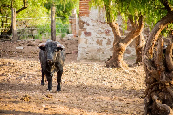 Toros en un rancho ganadero en México — Foto de Stock