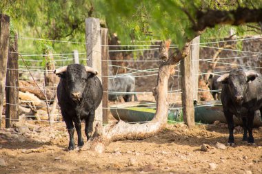 Meksika 'da sığır çiftliğinde boğalar.