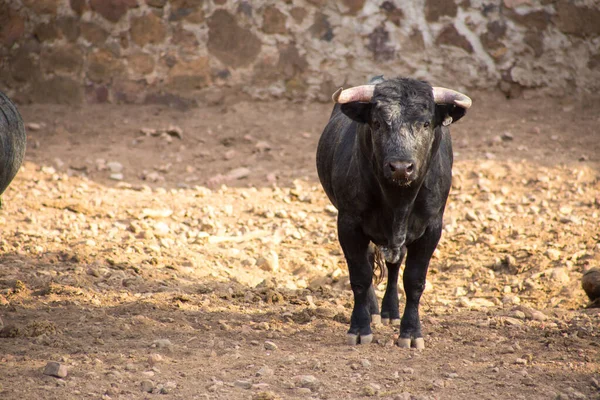 Toros en un rancho ganadero en México — Foto de Stock