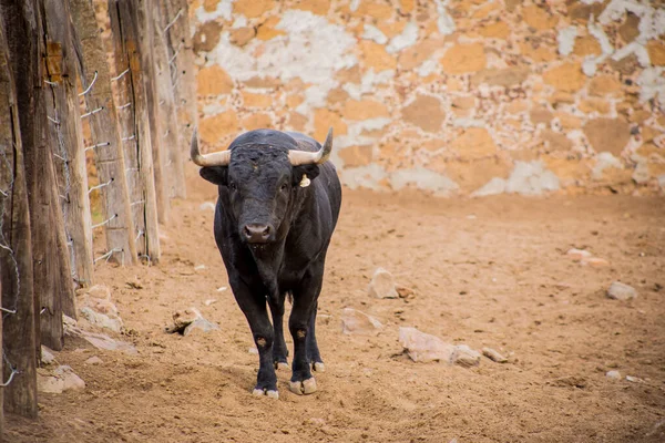 Stieren in een veehouderij ranch in Mexico — Stockfoto