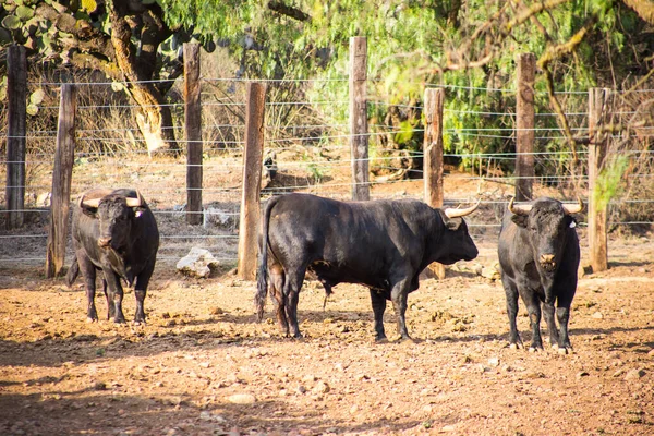 Taureaux dans un ranch d'élevage au Mexique — Photo