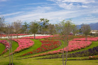 Güzel çiçeklerden oluşan bir halı.