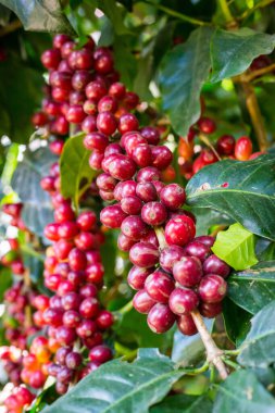 Raw Coffee beans on trees clipart
