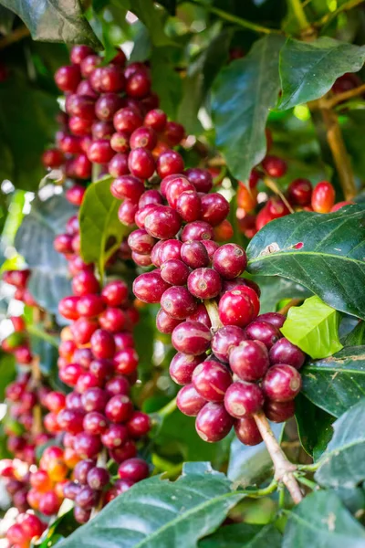 Råa kaffebönor på träd — Stockfoto