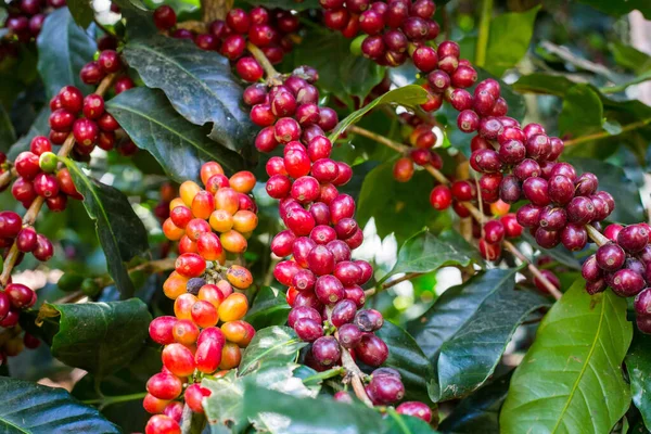 Granos de café crudos en los árboles —  Fotos de Stock