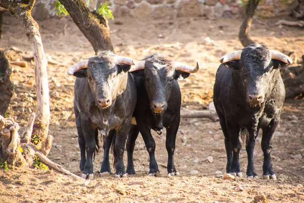 Toros en un rancho ganadero en México — Foto de Stock