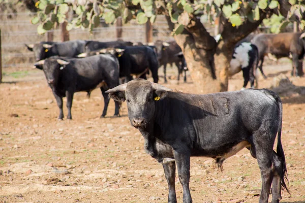 Toros en un rancho ganadero en México — Foto de Stock