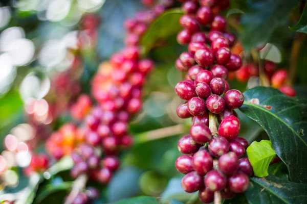 Råa kaffebönor på träd — Stockfoto