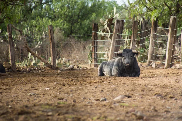 Taureaux dans un ranch d'élevage au Mexique — Photo