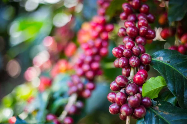 Granos de café crudos en los árboles —  Fotos de Stock