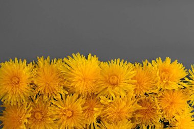 Gri zemin üzerine sarı karahindiba