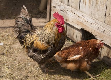 İzole kahverengi yazıt kahve zaman 3d render