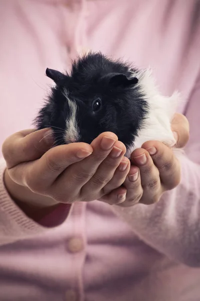 Närbild av flicka som håller sällskapsdjur marsvin — Stockfoto