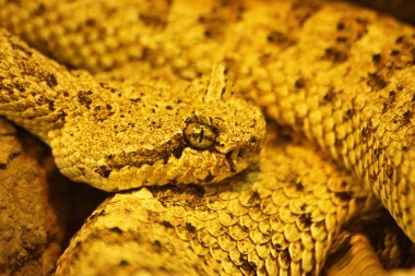 Kıvrımlı çıngıraklı yılan (Crotalus cerastes) zehirli pitomper yılanı