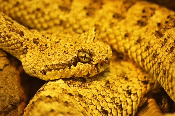 Kıvrımlı çıngıraklı yılan (Crotalus cerastes) zehirli pitomper yılanı