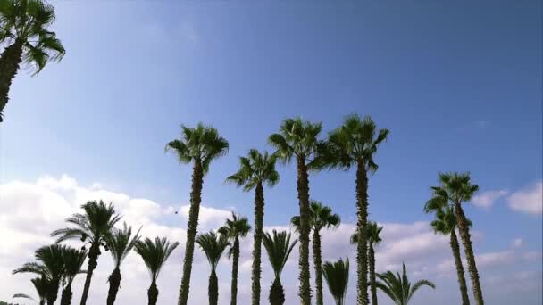Mavi gökyüzüne karşı sallanan palmiye ağaçları — Stok video