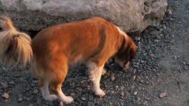 Bir köpek kadar onun bacak ve çiş tarafı taş kaldırdı..