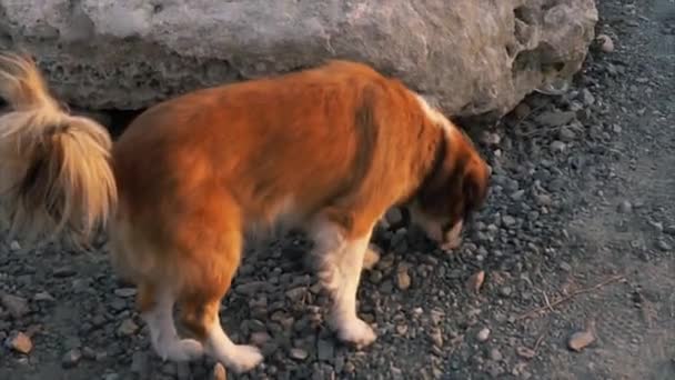 Ein Hund hebt sein Bein und pinkelt neben den Stein. — Stockvideo