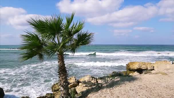 Palmier sur la côte tropicale avec ciel bleu . — Video