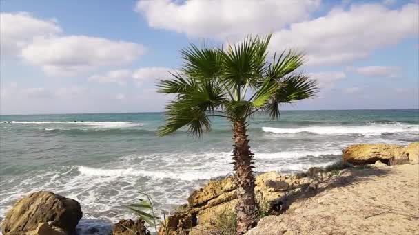 Palme an tropischer Küste mit blauem Himmel. — Stockvideo