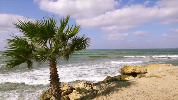 Palm tree on tropical coast with blue sky. — Stock Video