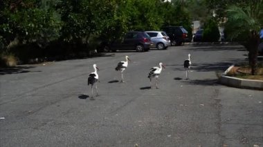Büyük leylek Park bölgesi taşıma.