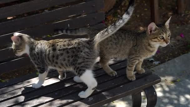 Dos divertido gatito sentado amistad — Vídeos de Stock