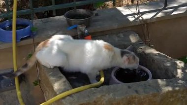 Bir kaseden içme kedi