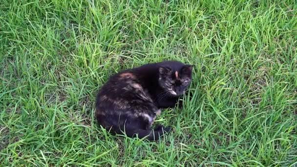 Кот лежит на траве — стоковое видео