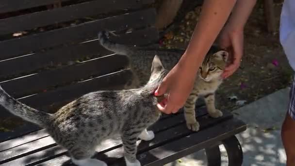 Menina jogando com dois gatinhos bonitos — Vídeo de Stock