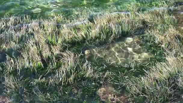 Під водою в морі і махаючи — стокове відео