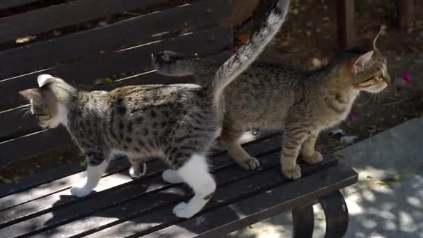 Iki komik yavru kedi oturma dostluk — Stok video