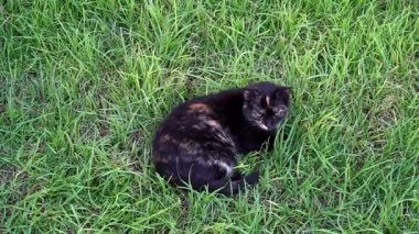 Çimlerin üzerinde yatan bir kedi