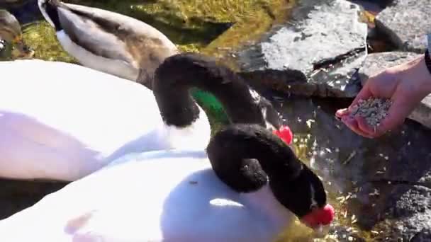 Feeding of Black-necked swan Cygnus melanocoryphus — Αρχείο Βίντεο