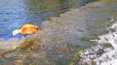 Angut. Göl kenarında kırmızı ördek.