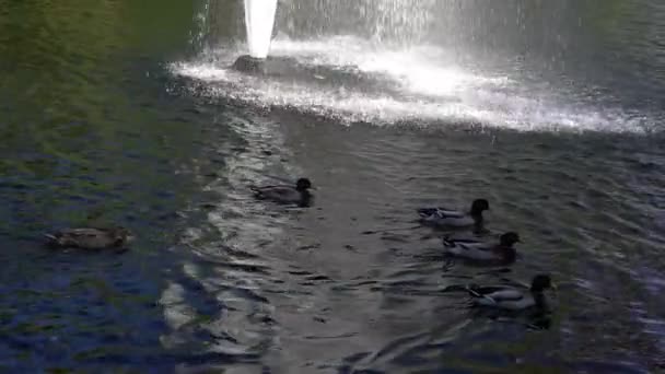 Os patos flutuam na água . — Vídeo de Stock